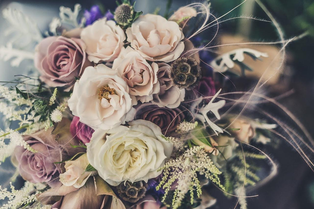 Amaryllis Gift Cards